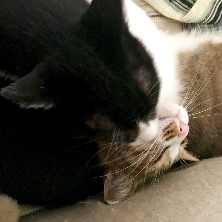 523efb7a 1690 4ab1 b133 42aaf6432350 1533705259096