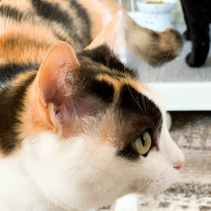 523f17e6 a7d5 43d3 b757 a4b8983708fe 1592617504353