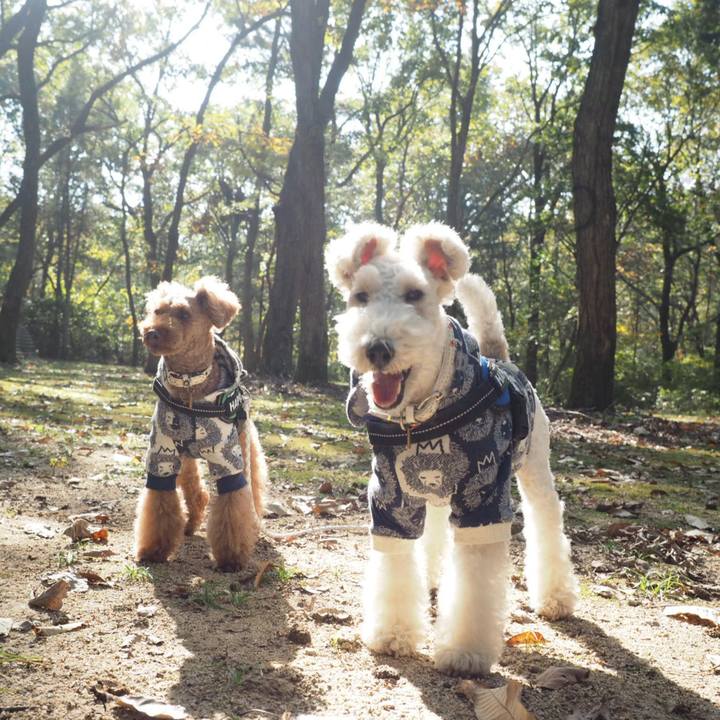 52409060 bb34 4aee 9ae6 40e5e451a652 1542003578653