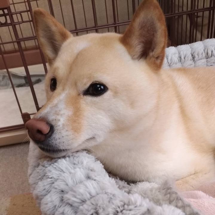 5240f562 5263 4eed 8c31 4f34056d2b36 1586128596375