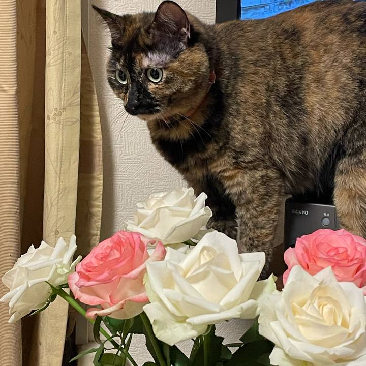 5244560f c8a2 46cf 895a cf12f52ecace 1652739177432