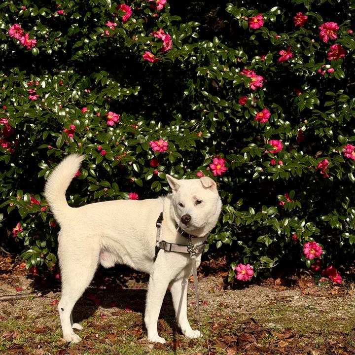 5246cc72 9400 475f a87d 5c72b111c2ae 1765074443235