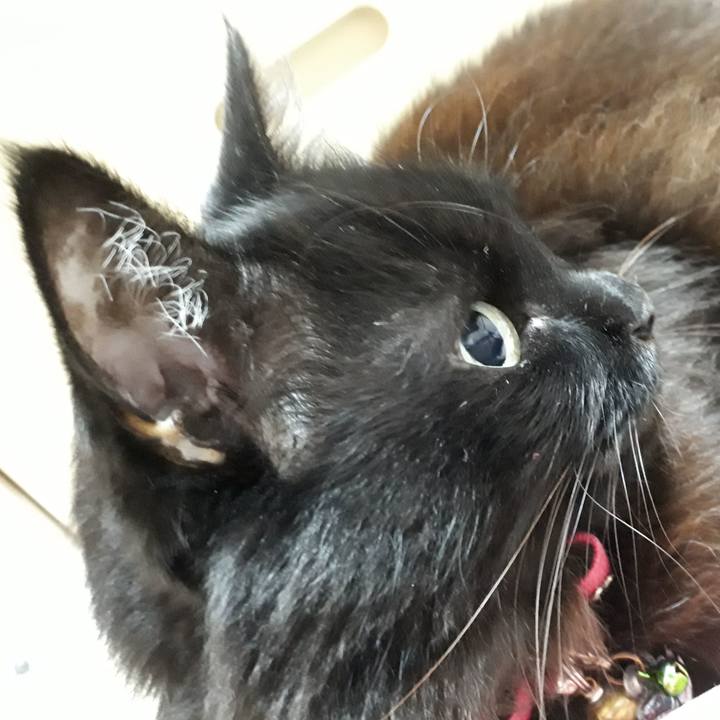 524a5fa8 77c5 4be0 bee4 bdd6a0450385 1544098318979