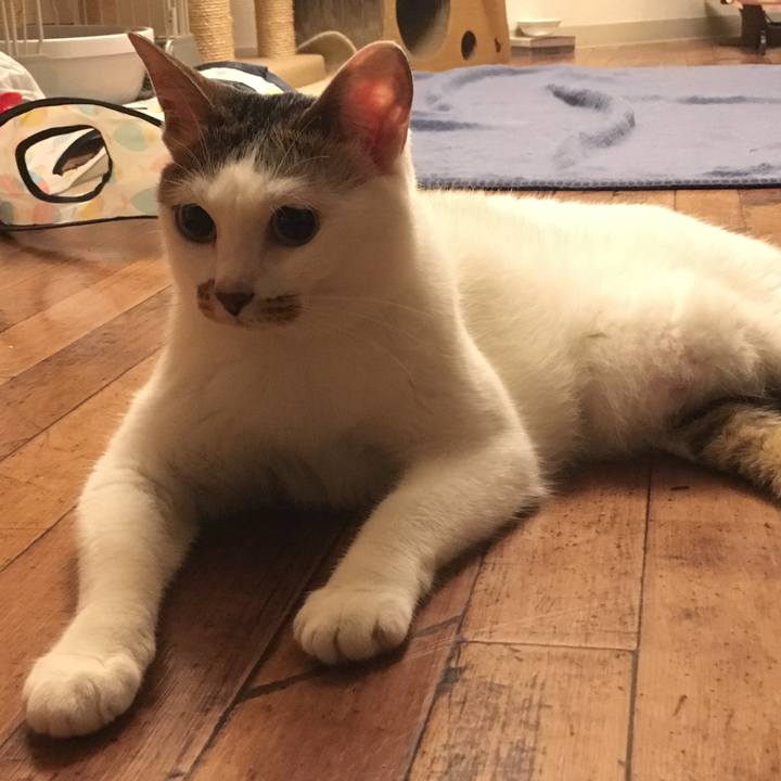 524ac777 86af 4c6a a84a dff752dc4617 1565796436516