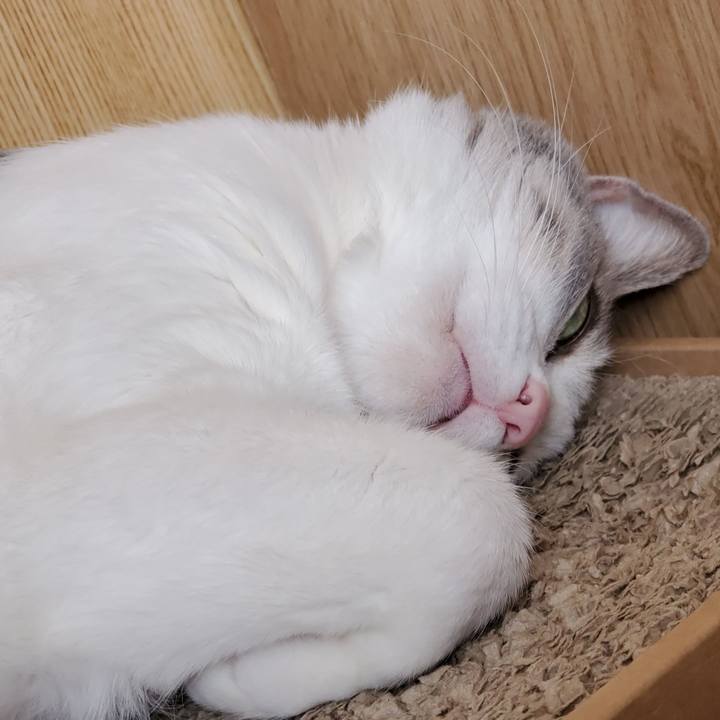 524bf9ca ac42 4611 a1ea 828eefd02e5a 1707402326945