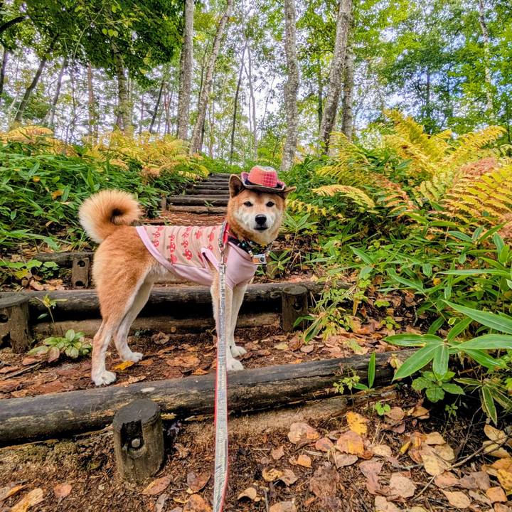 524d54bd a0e5 454f 83a8 43b0f0009d43 1759721256670