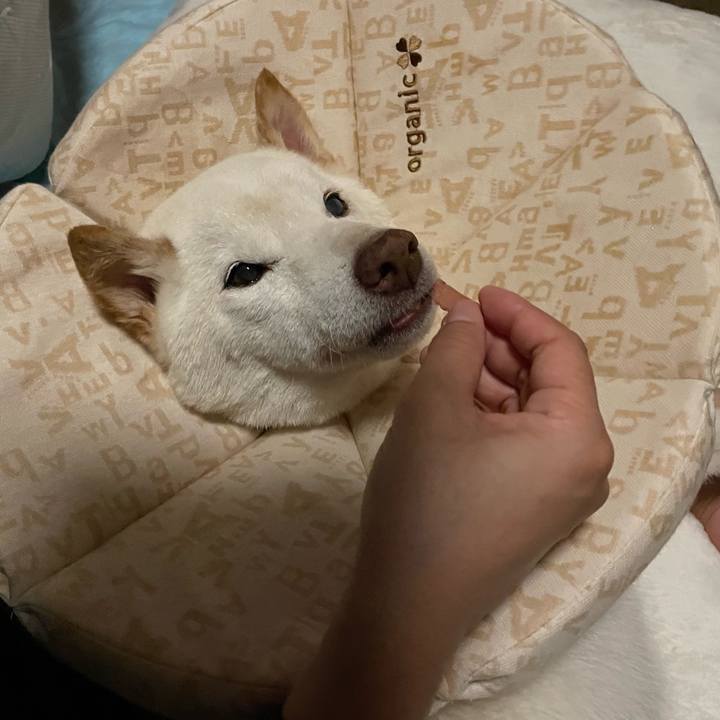 524f2fe0 336c 4b99 b574 771c99972e41 1667415548639