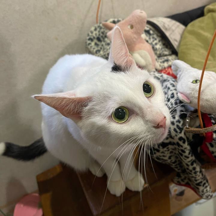 5250ed08 00f4 4e0b 8117 826472754d47 1762901567114