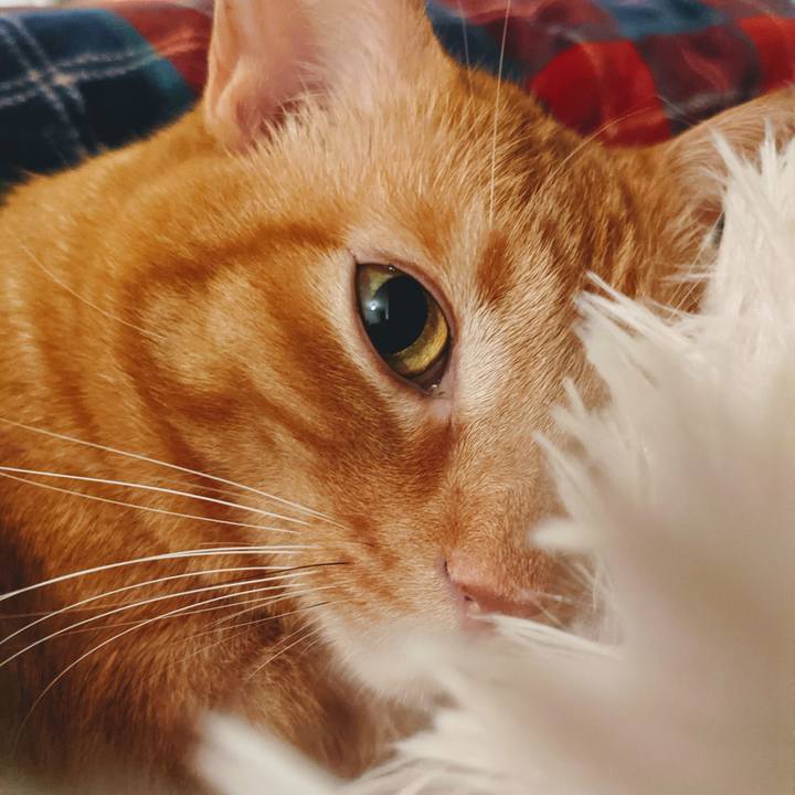 5253e288 31f1 494f beac d6f69f932339 1632745458415