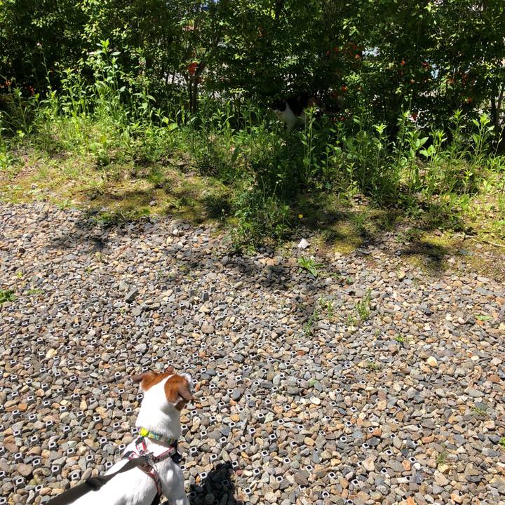 525463fd 5e6e 4d9e 936b 820fd1b10872 1526782769971