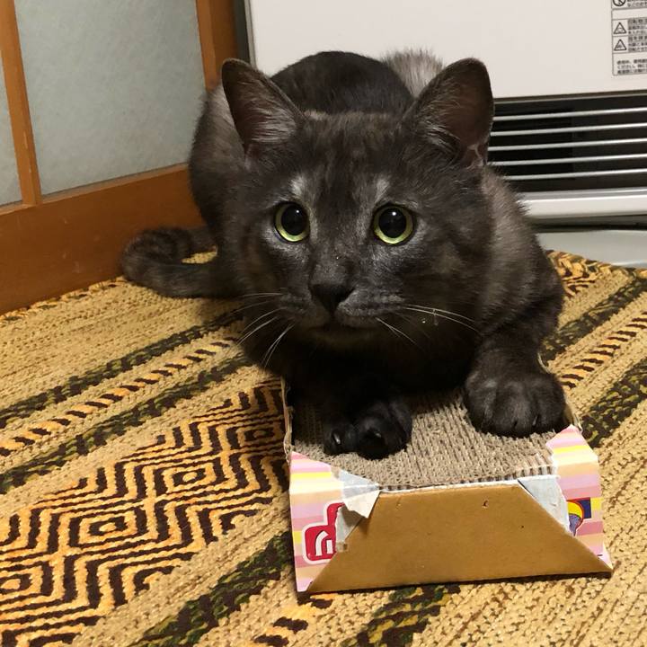 5254f3b9 c24f 443a bee0 14c9125c76ae 1591789578816