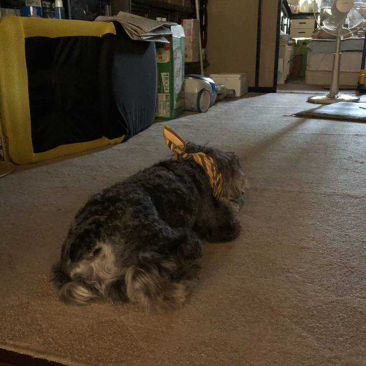 52553973 0e66 44a3 bd9a 60b32ee54446 1531723832202