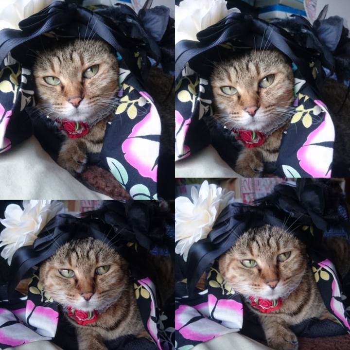 52557859 65e7 4cdb 9bf9 afba4ed9d98d 1758587570038