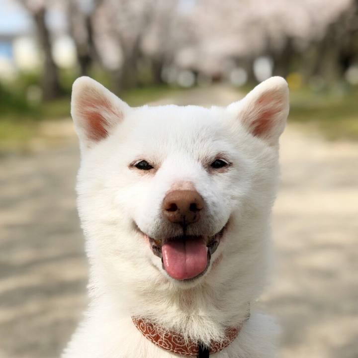 52558f13 4bc7 404e a132 776855dcea4b 1587116557108