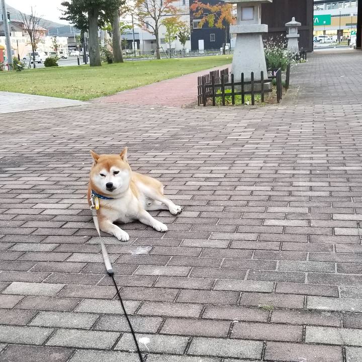 5256345c 41bf 44c2 b513 42021cc4c8bb 1538985621555