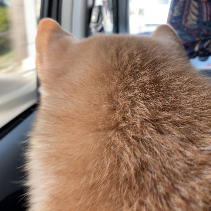 5258026c a582 4cb5 8d70 f1eeab6c9f6a 1613049987671