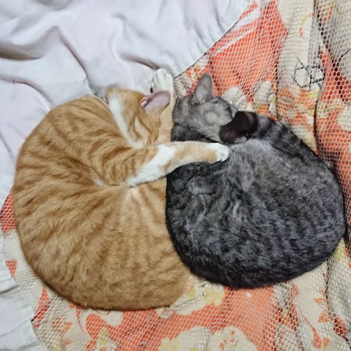 52591d60 63aa 4239 8a69 111b2bd2601e 1574428353220