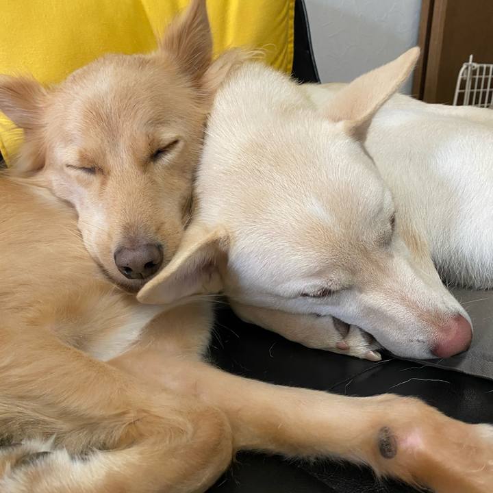 52593efc d037 477e 94d7 071c04611d4e 1764633203553