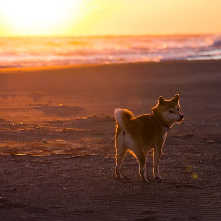 525995a6 e1a1 40f6 a493 dcc2c8ad4839 1514632885994