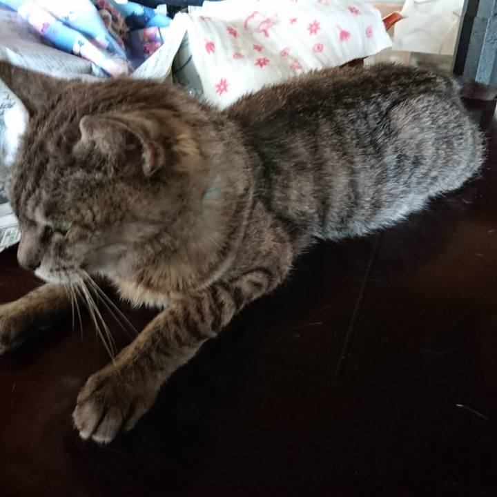 525a8fcb 6e05 4fca ba9b f2d519d001fd 1565762629744