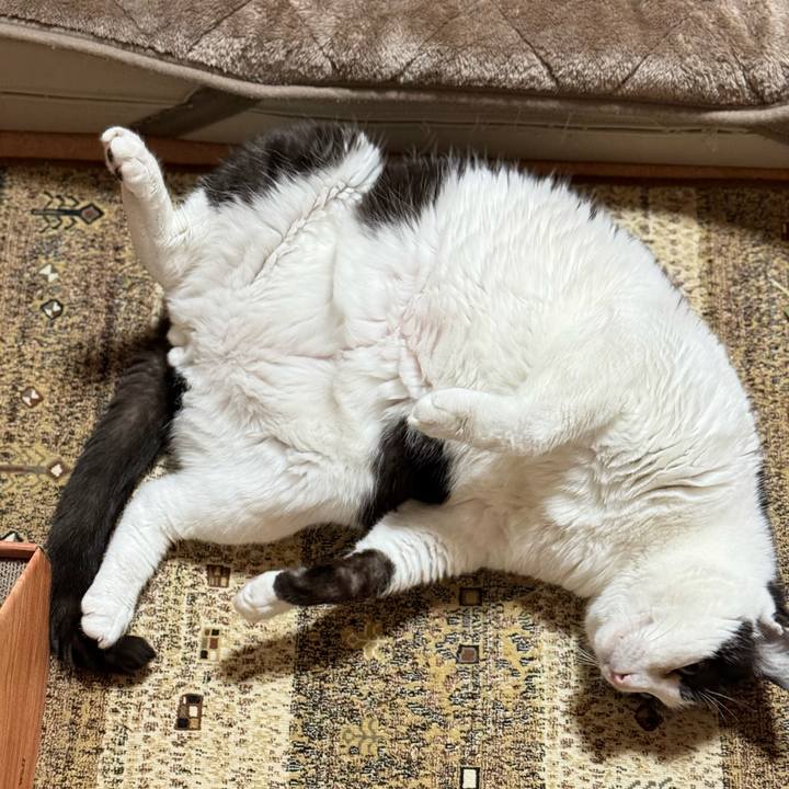 525a95ba cf5b 43bb b68e 08d1ac721fae 1773797177698