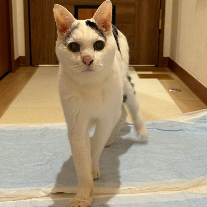 5263a406 b7c9 4a25 8e0a f0aa7727b72d 1767737257038