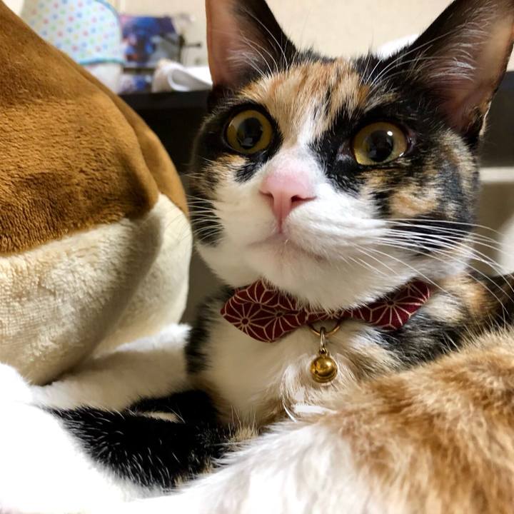 52679e5c 6cc3 4285 8ff1 e20c7c76f35a 1554461271613