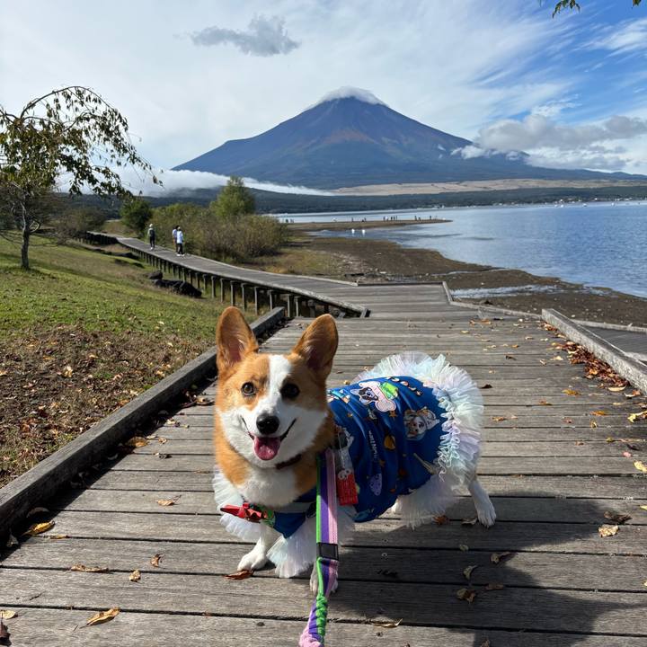 52682e0b b145 47fc 92ef 15e50a434494 1760239196043