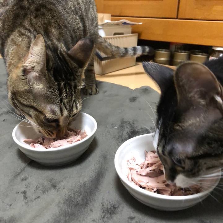 526ba75c e15f 4496 9a23 0cd081a90ad4 1514728789204