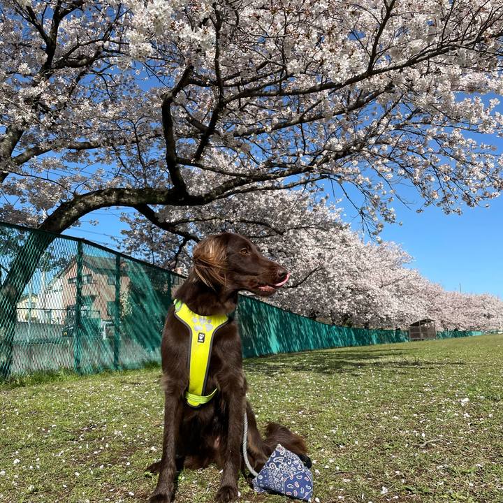 526f04f3 876c 4e83 b04b abd42a76c180 1617186427733