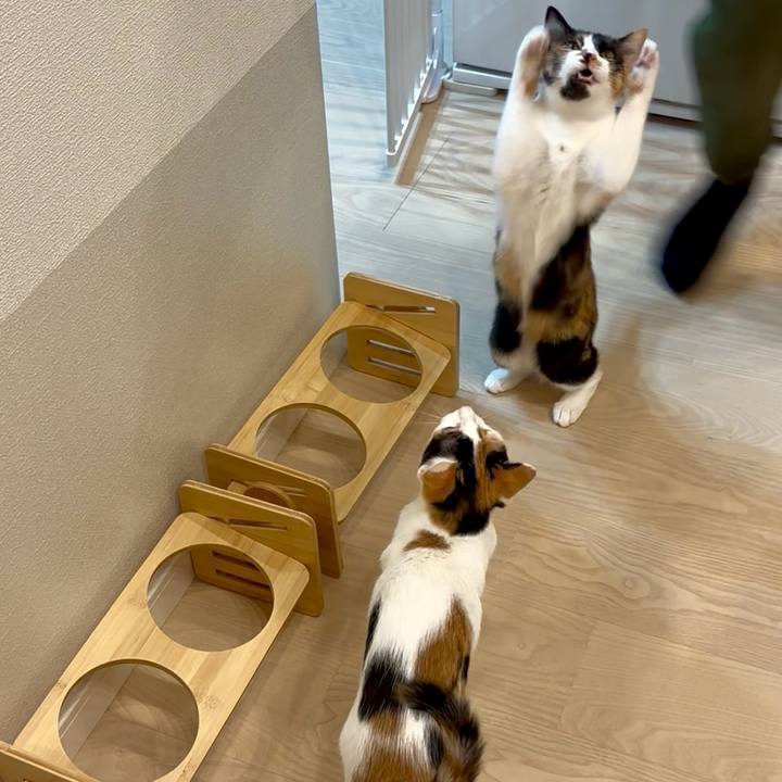 526fa7d4 7381 4396 a302 da7b0858f58a 1763633224699