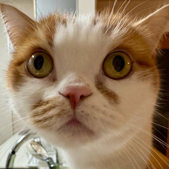 52702309 9984 4900 bad9 1c77b2624fcc 1761827220650