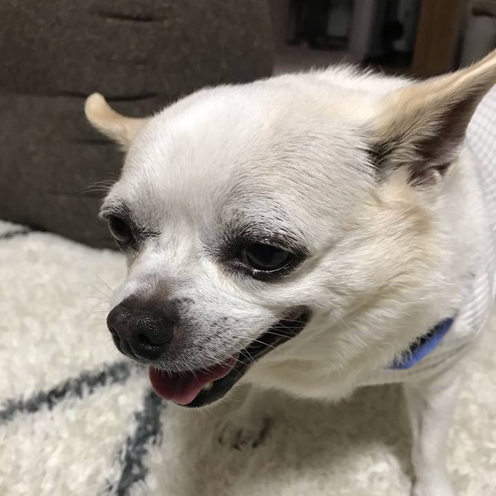 5271b407 6aea 421e 936a e8bf16b2cca7 1597059505264