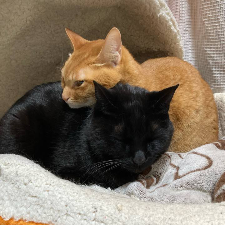 527240d2 d860 407f a9a7 1c30c6815d70 1775142546748