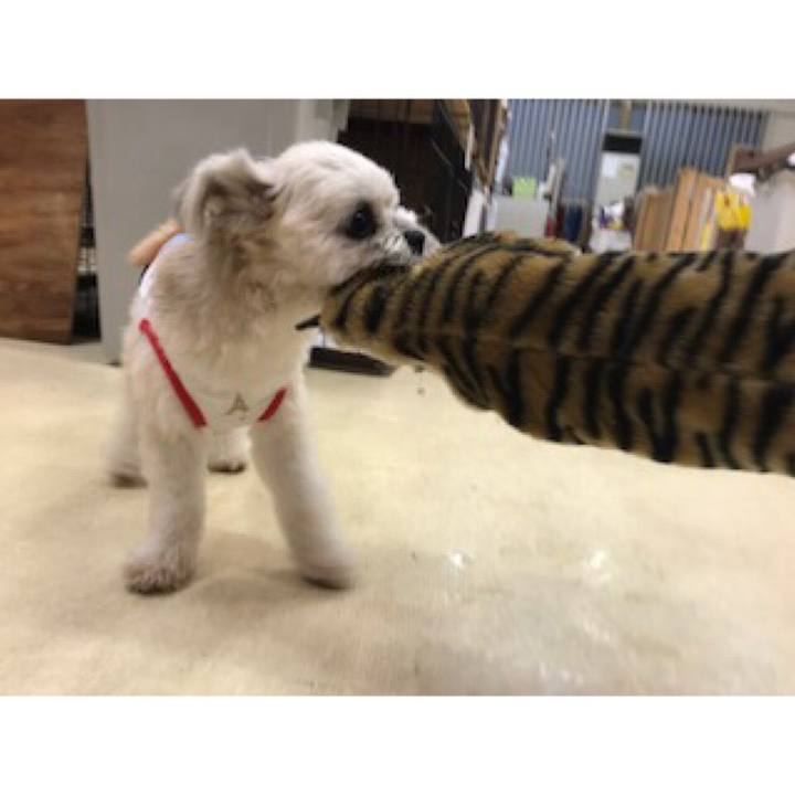 52727bbb c82e 4f0c b760 983c9f146648 1537441472633