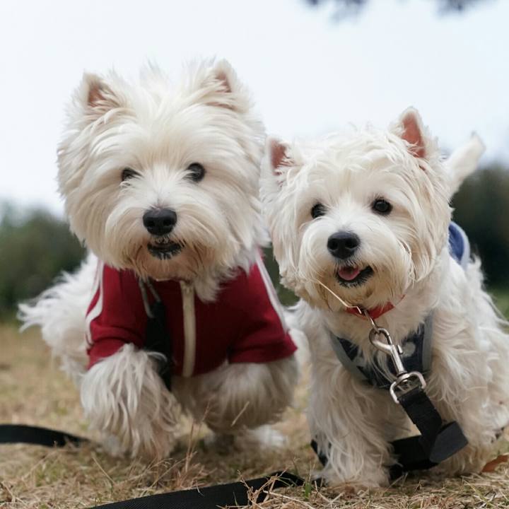 5273e346 e01e 44ca bc7f d876f31c7c83 1512255814285