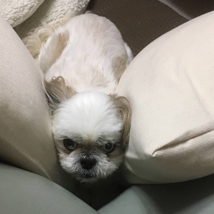 52763872 0077 4a04 befe 1d918ea9be52 1529838047927