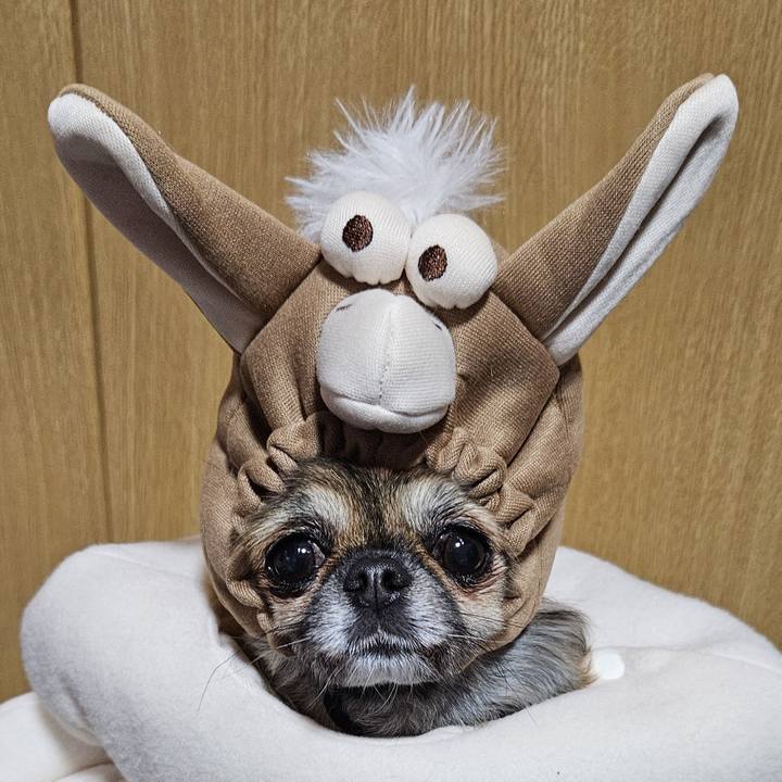 527789f6 3243 49d0 a3ae eca7de894e9f 1765360528381