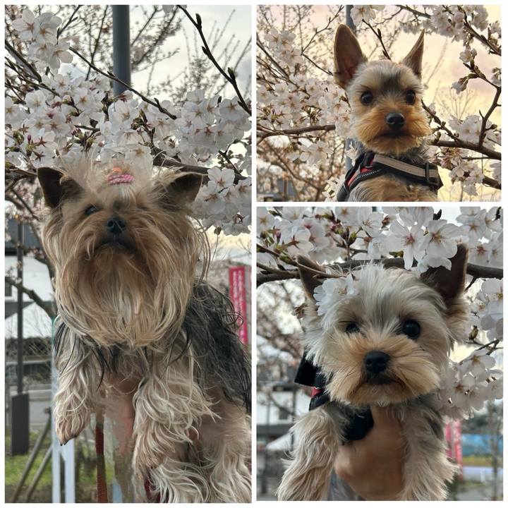 5277c74f 4b03 42f2 8f40 a6550aa4ede9 1743933258521