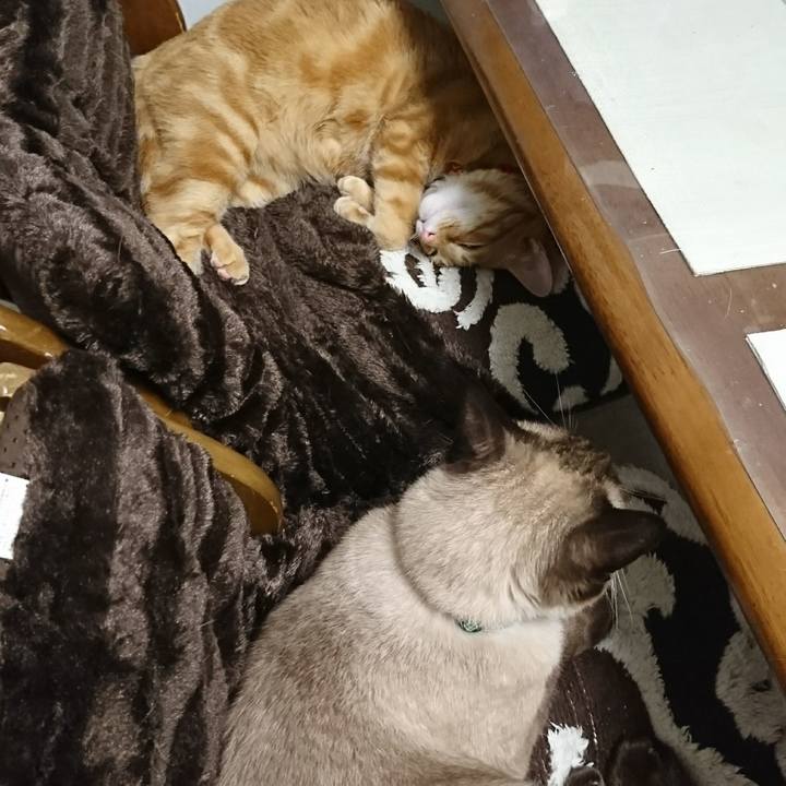 52794c7e 0aa1 4897 9065 9156388455c2 1511008130523