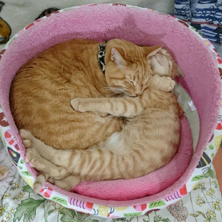 527dbe59 d7de 4fef ad7a d13eaa71cd6a 1543735515247