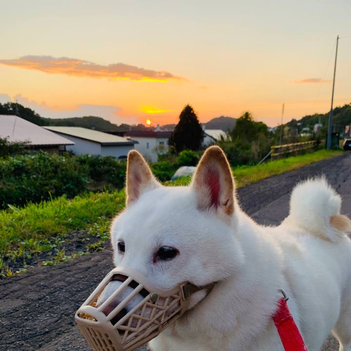 527f8345 e8e9 487d abd8 0fd94c985786 1600463696457