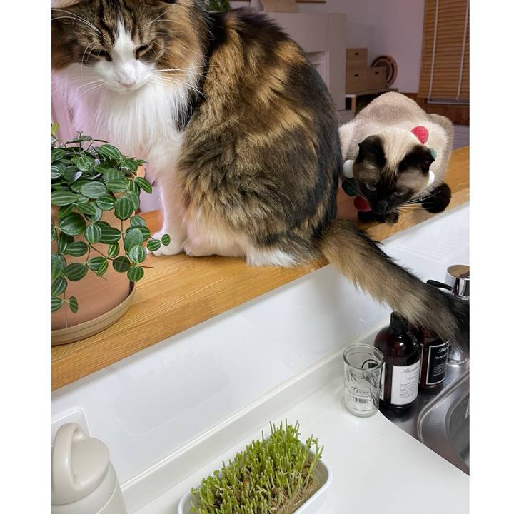 52801d2f 4ec9 4bcb ad52 0e66f13c998d 1730750791220