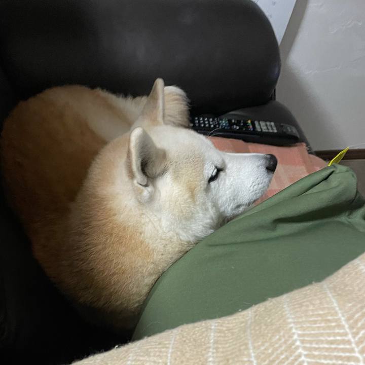 52812c0a 170a 44d9 b441 4845fc099462 1639489008901