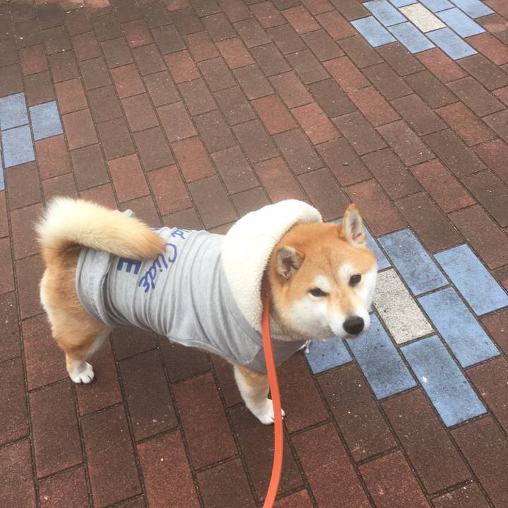 528380db f538 406b a54c 72fafe0942bf 1544512011773