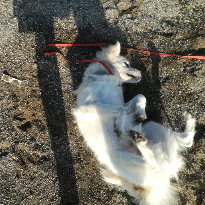 52839b96 2c2a 4096 8152 d79b3e43f1dd 1508979029287