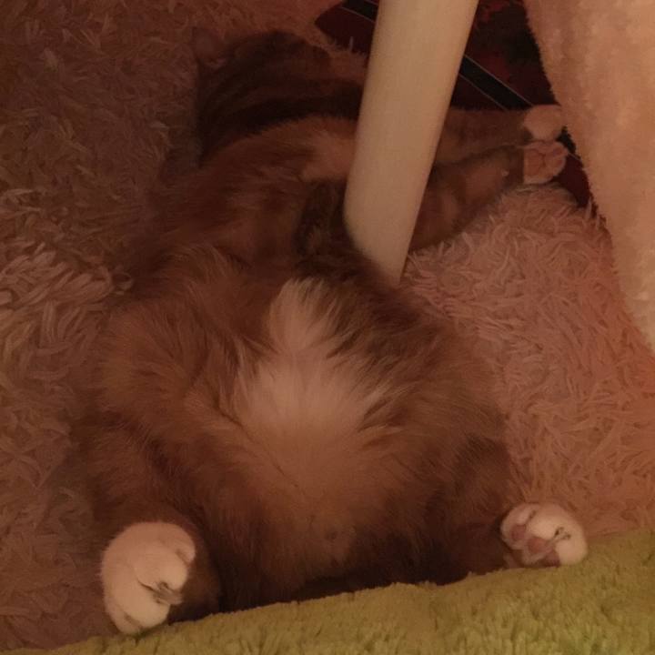 52860de5 2d73 4378 8cf0 3b75d382442d 1554028524419