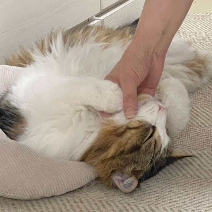 52873f19 60ee 4043 9c11 d4b6f91c926b 1670277079627