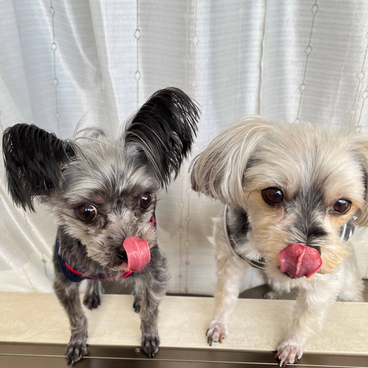 5288ff4d 6fd9 4b60 b0f1 2b8f8bd7135c 1761954748655