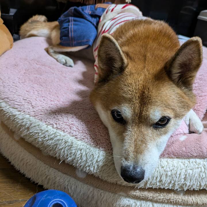 52897000 4c7f 41a2 afa0 40ce5ce0bbb6 1728301999653